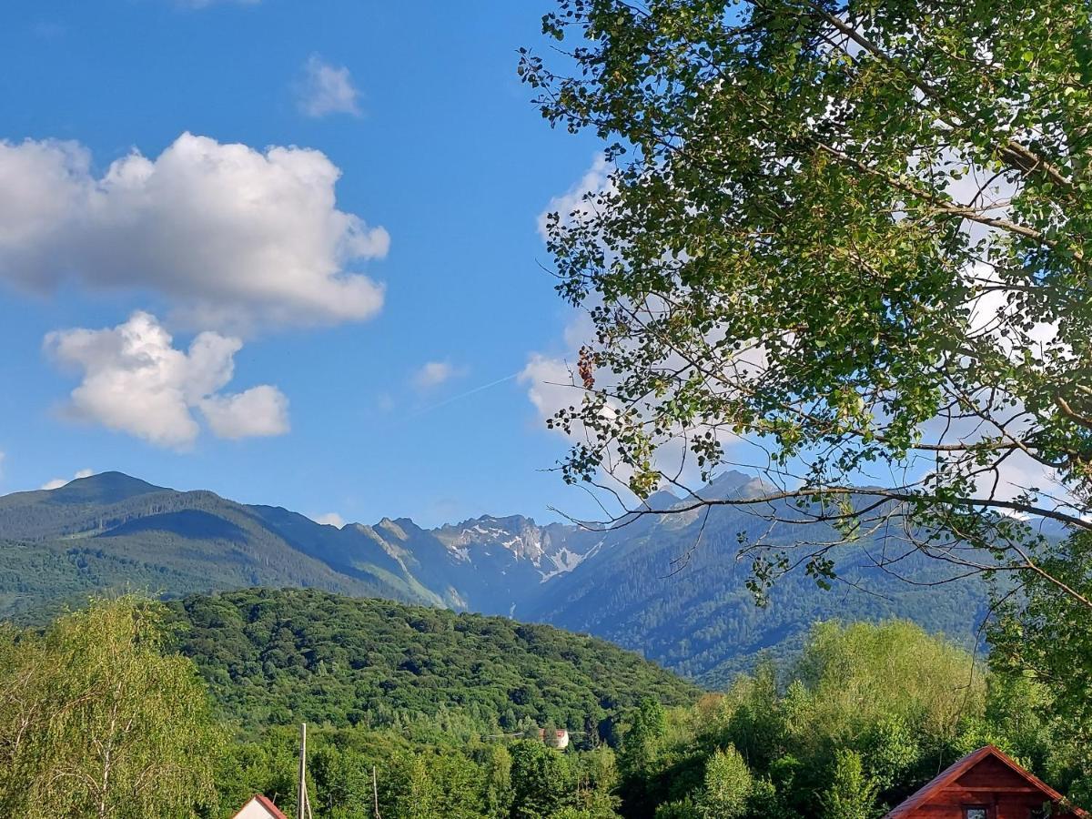Cabana Casa Lu'Baciu Arpaşu de Sus Zewnętrze zdjęcie